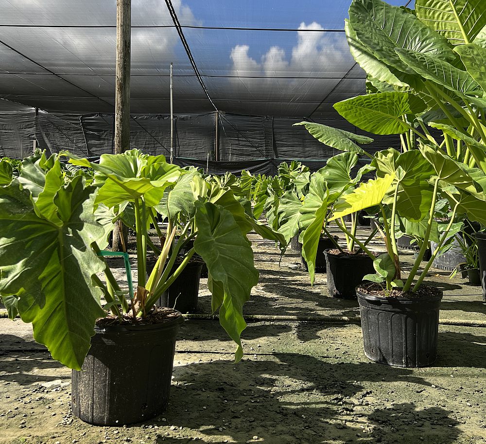 philodendron-wilsonii