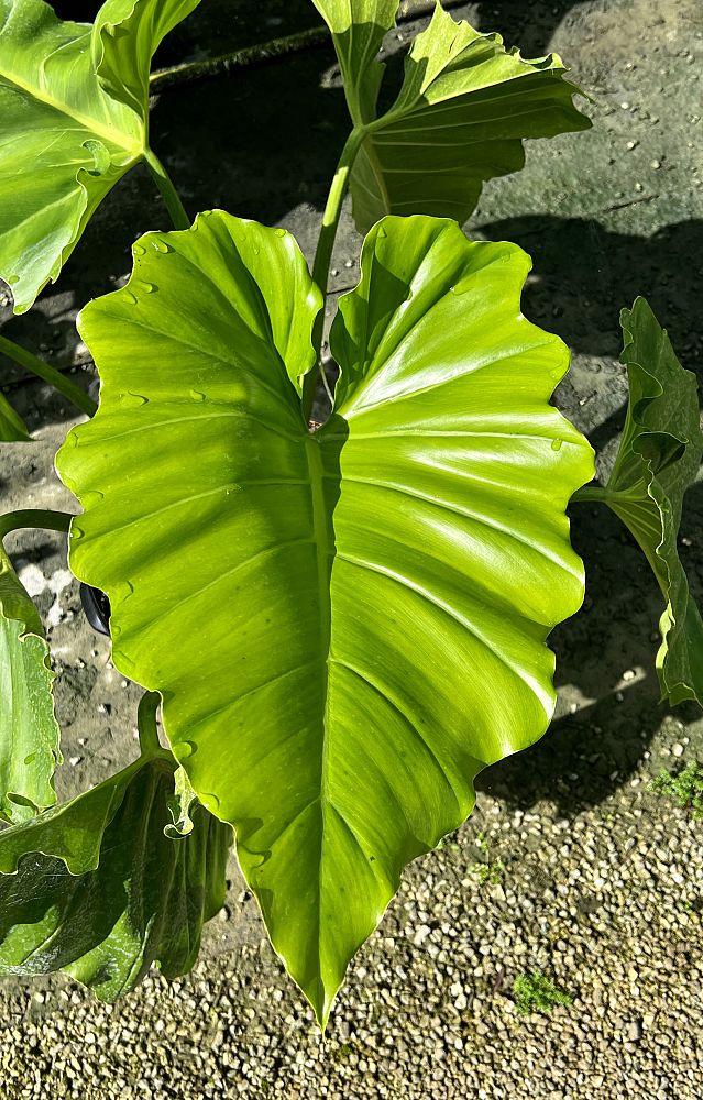 philodendron-wilsonii