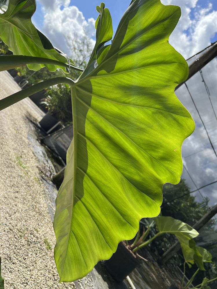 philodendron-wilsonii
