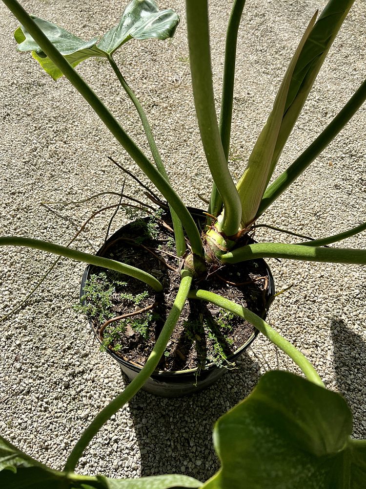 philodendron-wilsonii