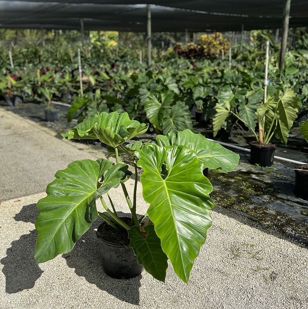 philodendron-wilsonii