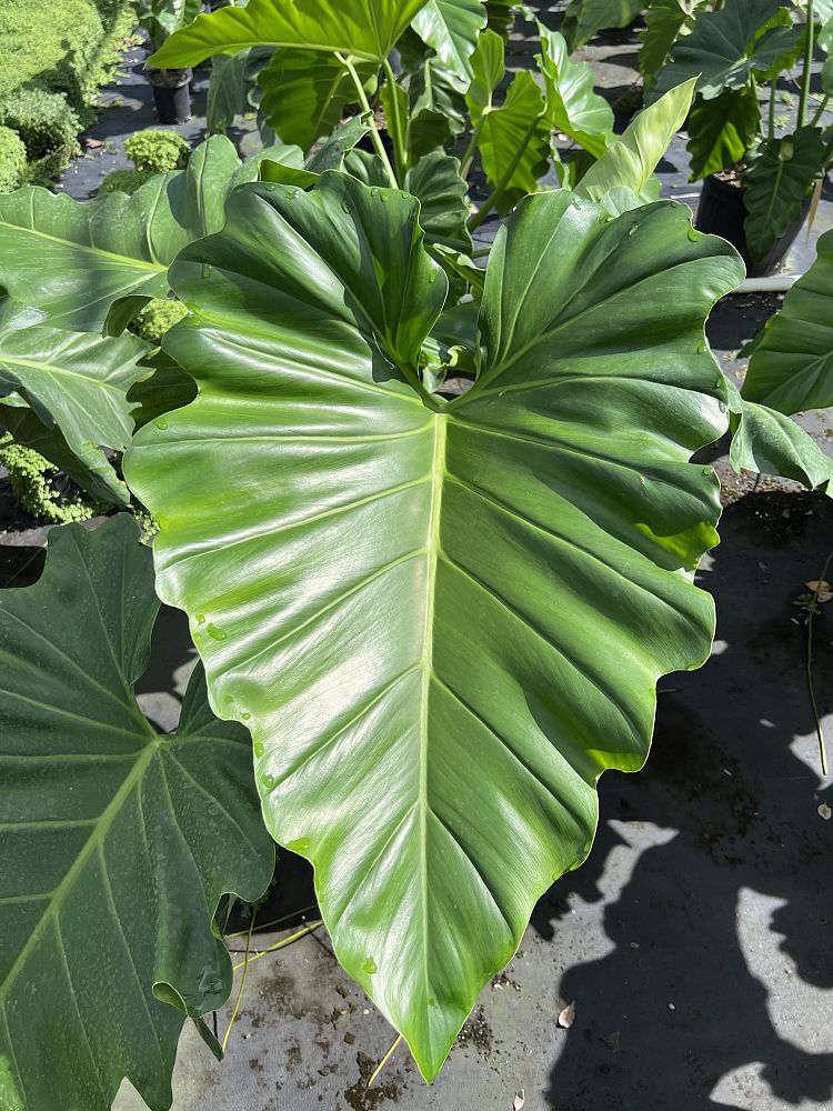 philodendron-wilsonii