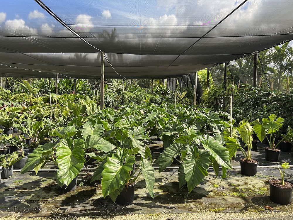 philodendron-wilsonii