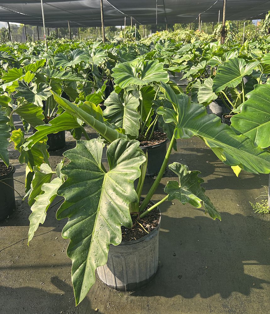 philodendron-wilsonii