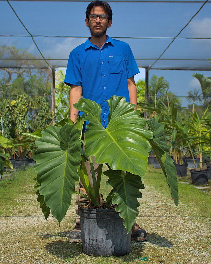 philodendron-wilsonii
