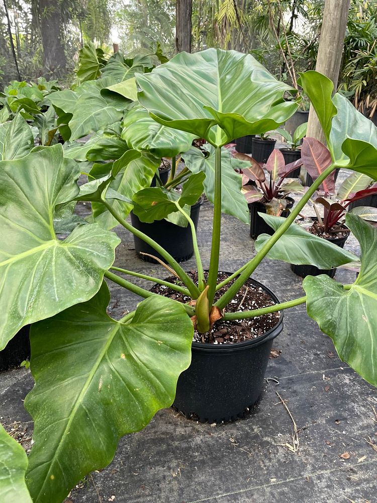 philodendron-wilsonii