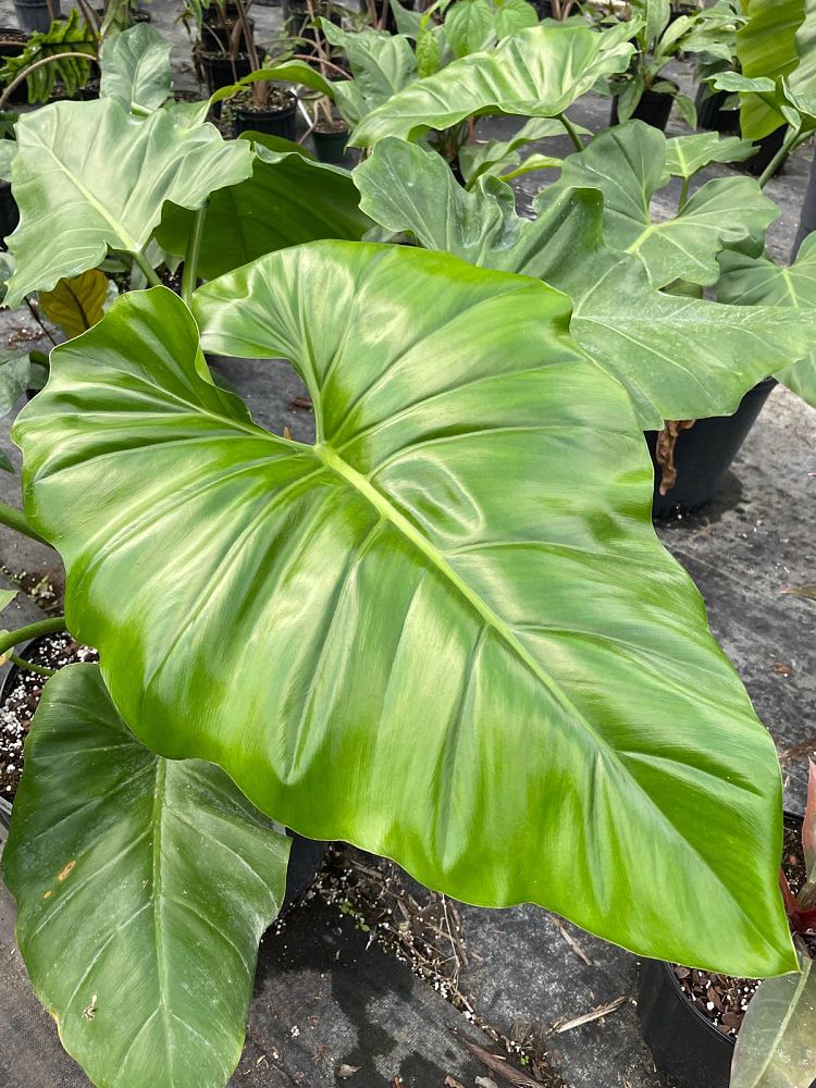 philodendron-wilsonii