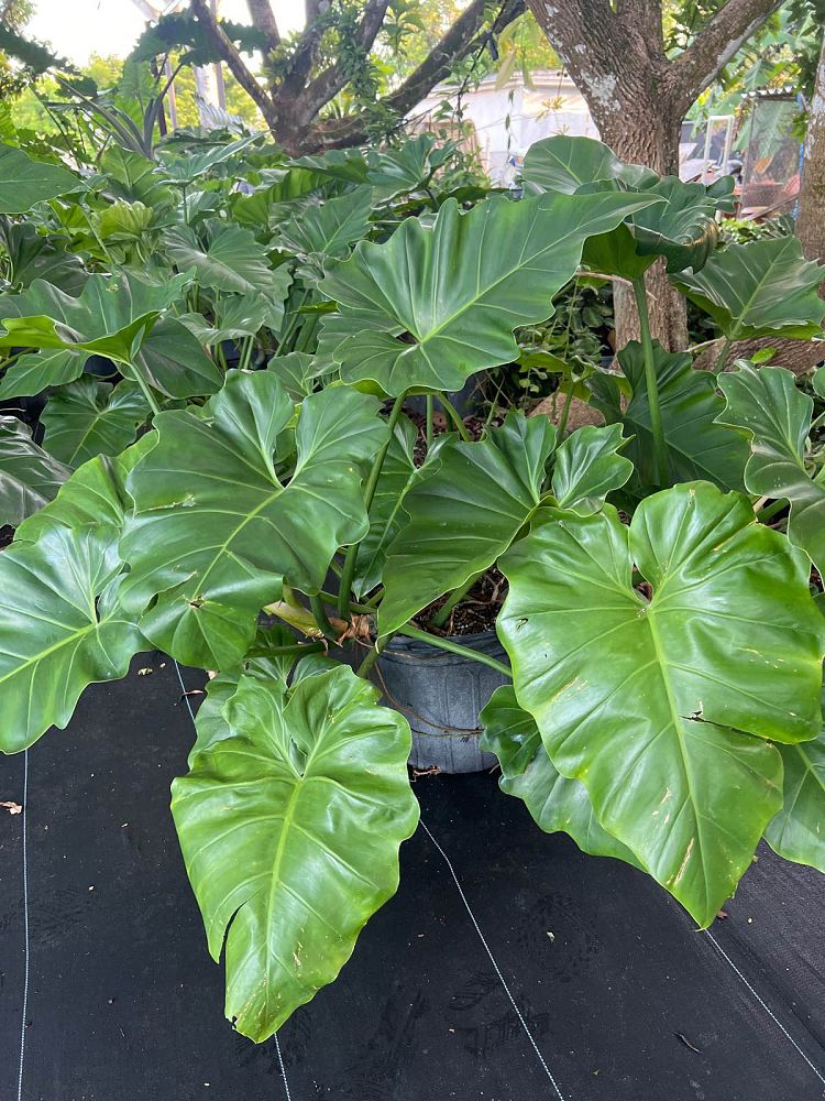 philodendron-wilsonii