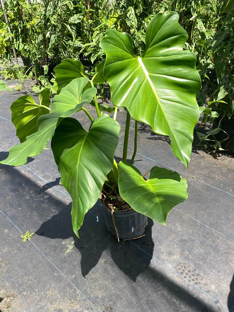 philodendron-wilsonii