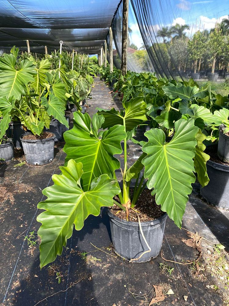 philodendron-wilsonii
