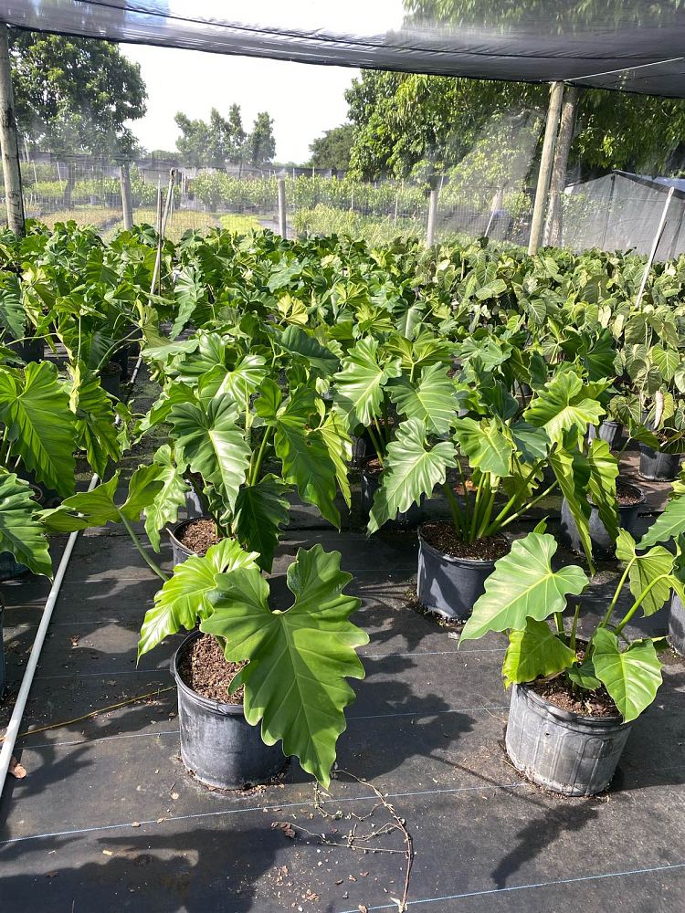 philodendron-wilsonii