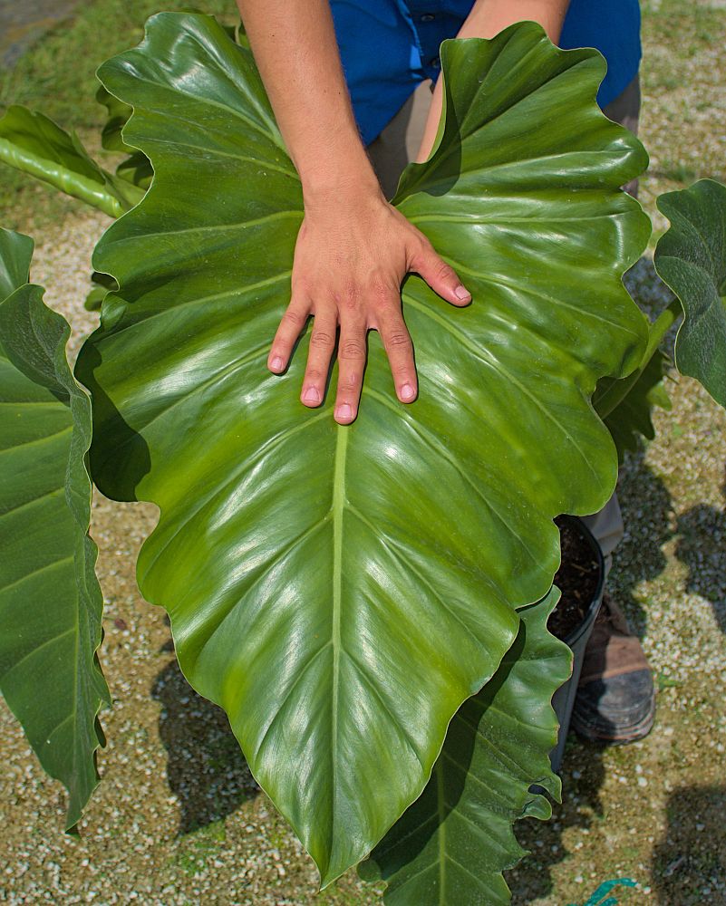 philodendron-wilsonii