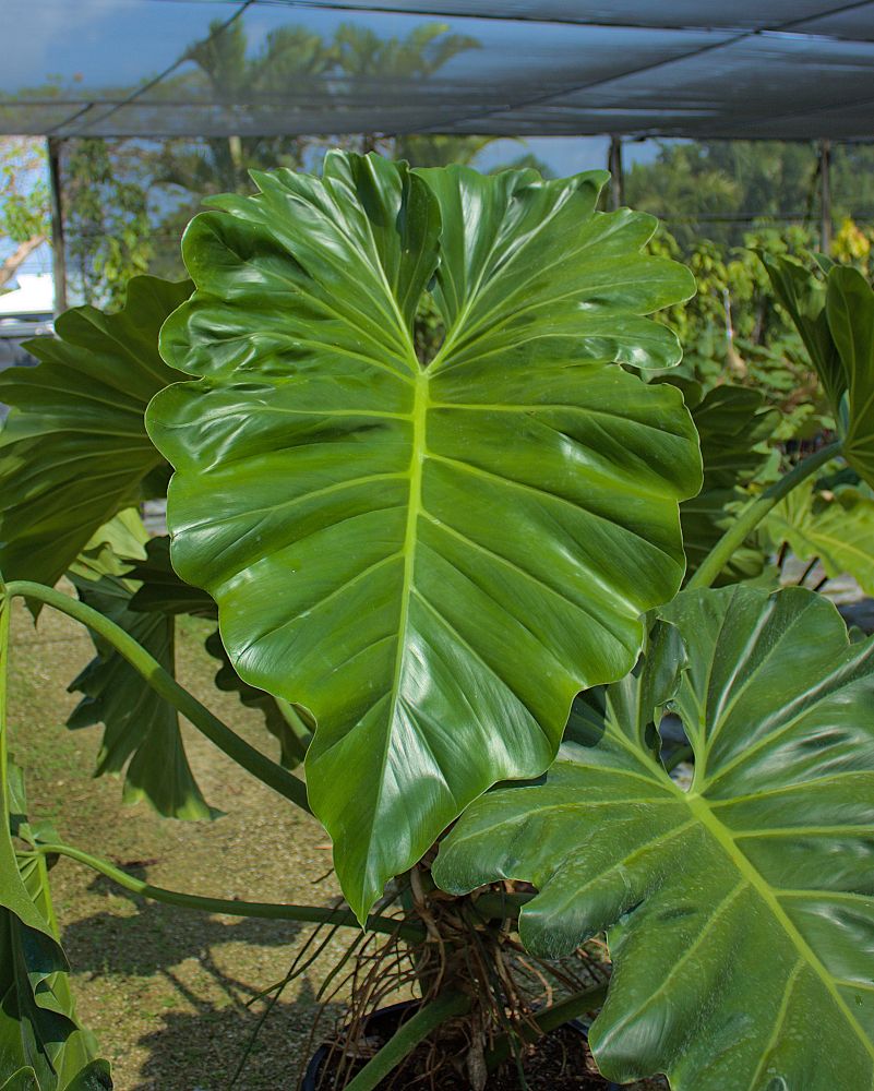 philodendron-wilsonii
