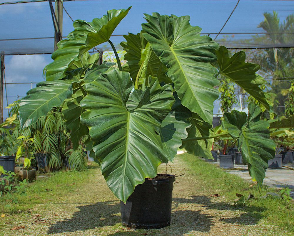 philodendron-wilsonii
