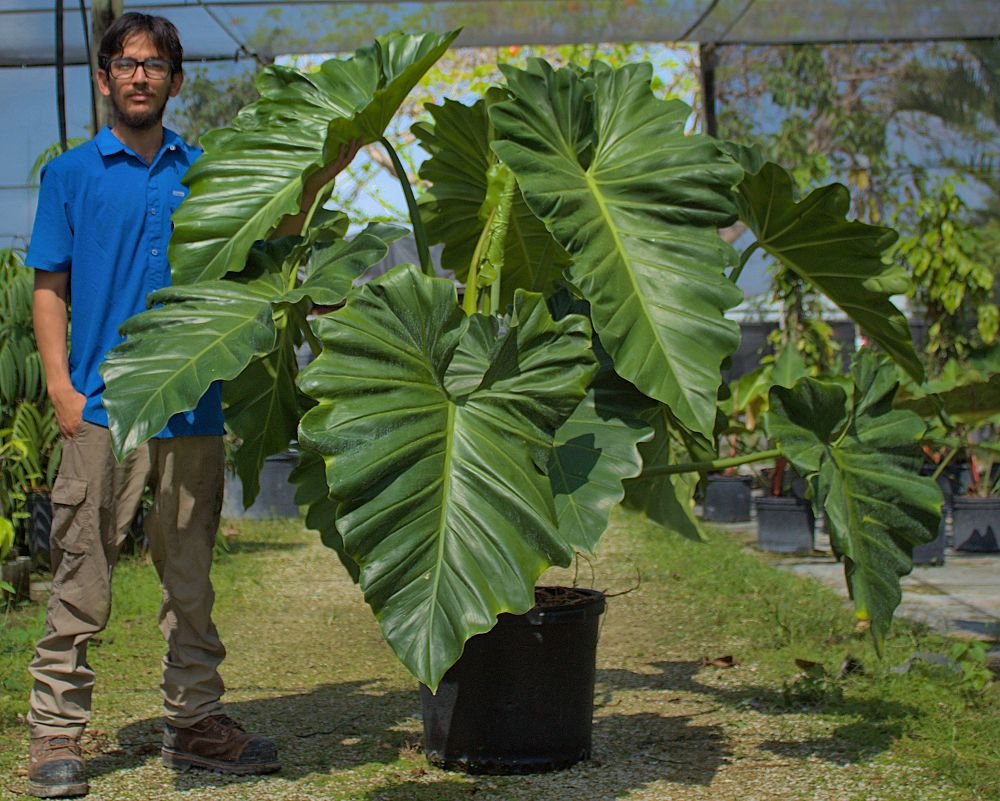 philodendron-wilsonii