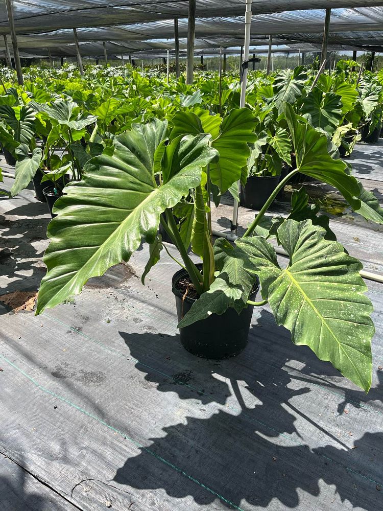 philodendron-wilsonii