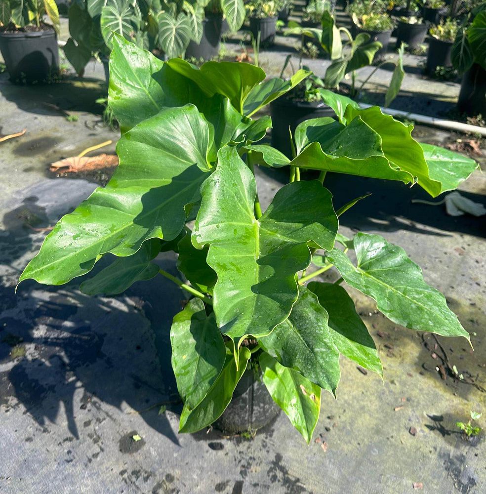 philodendron-wilsonii