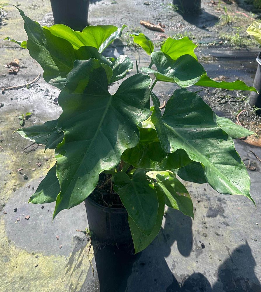 philodendron-wilsonii