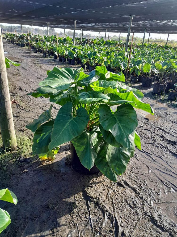 philodendron-wilsonii