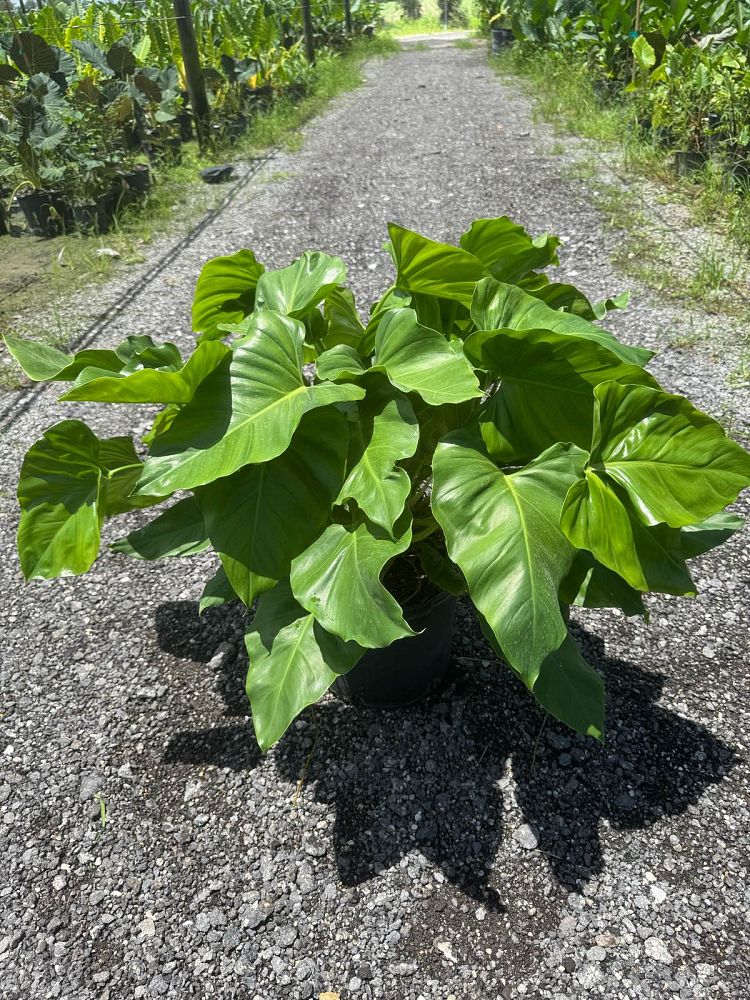 philodendron-wilsonii