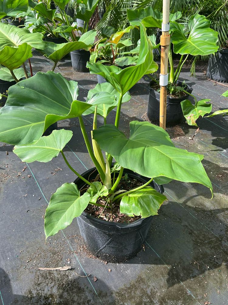 philodendron-wilsonii
