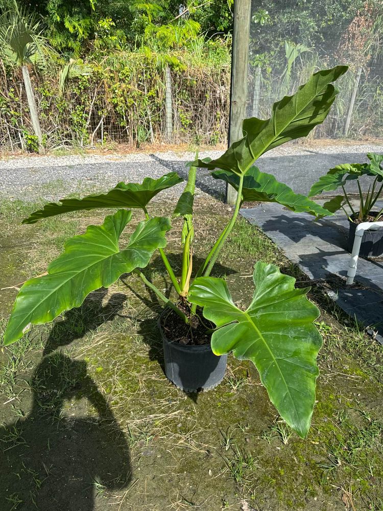 philodendron-wilsonii