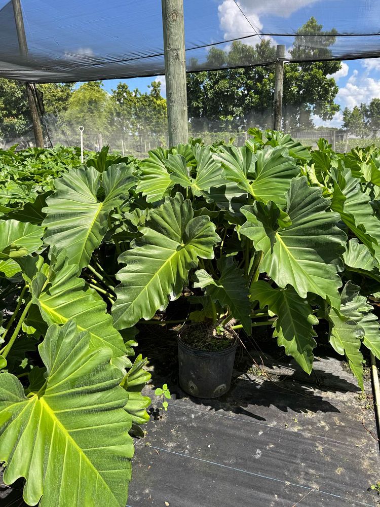 philodendron-wilsonii