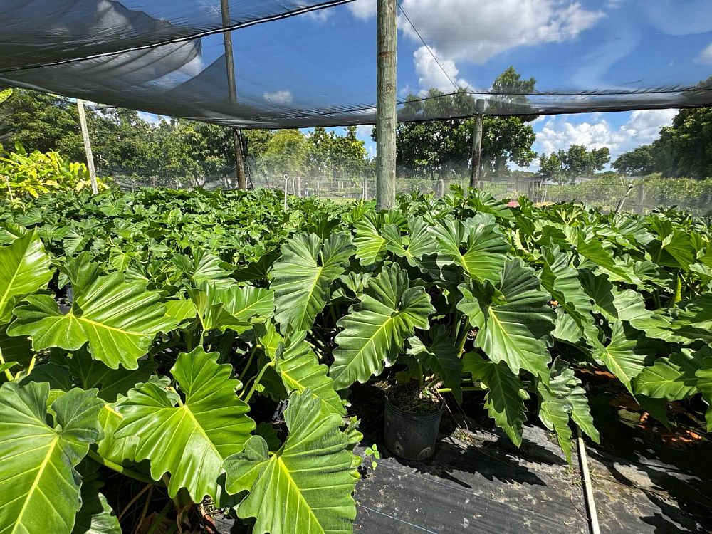 philodendron-wilsonii