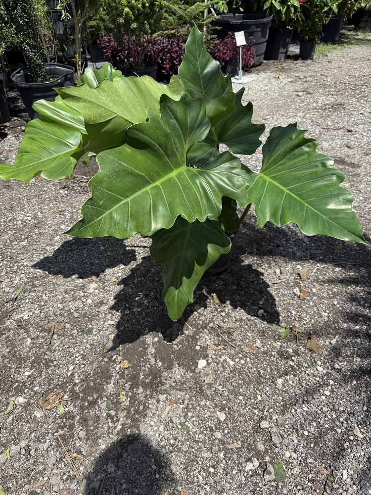 philodendron-wilsonii