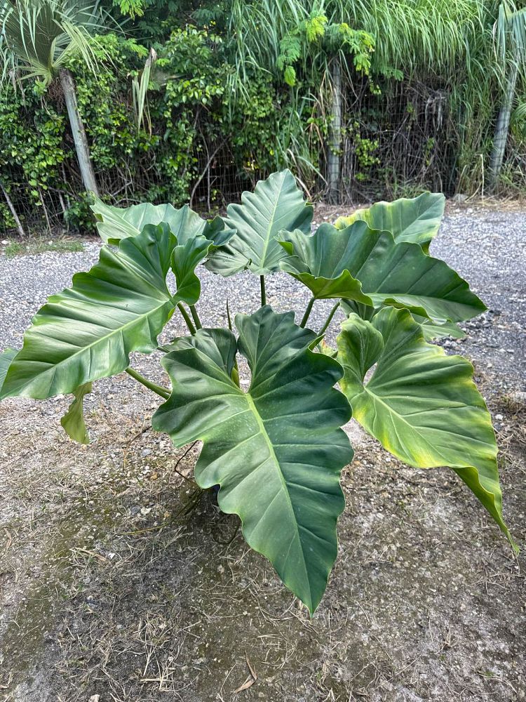 philodendron-wilsonii