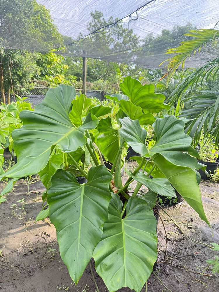 philodendron-wilsonii