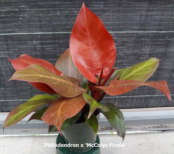 philodendron-x-mccolly-s-finale