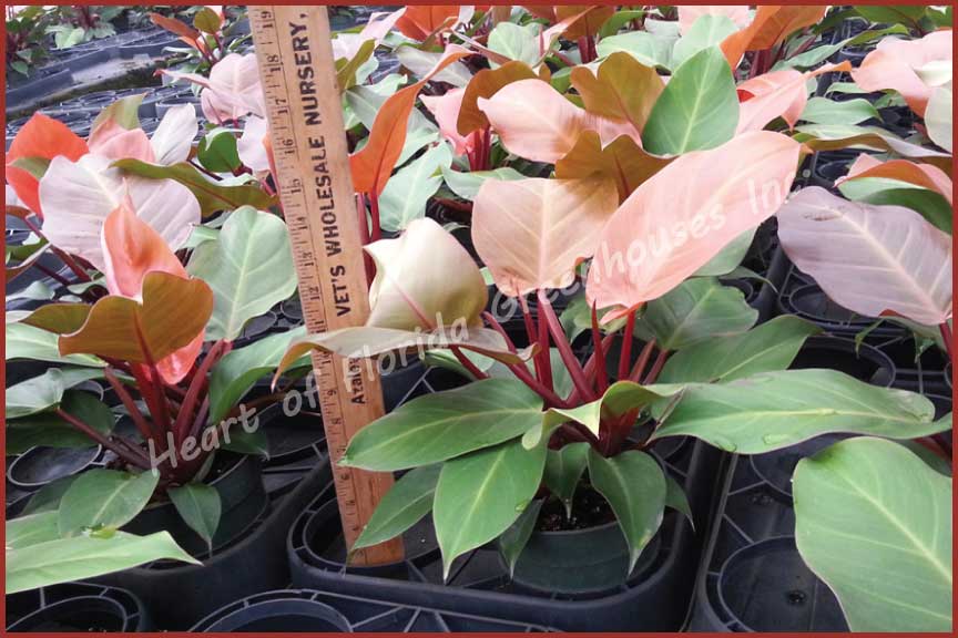 philodendron-x-mccolly-s-finale
