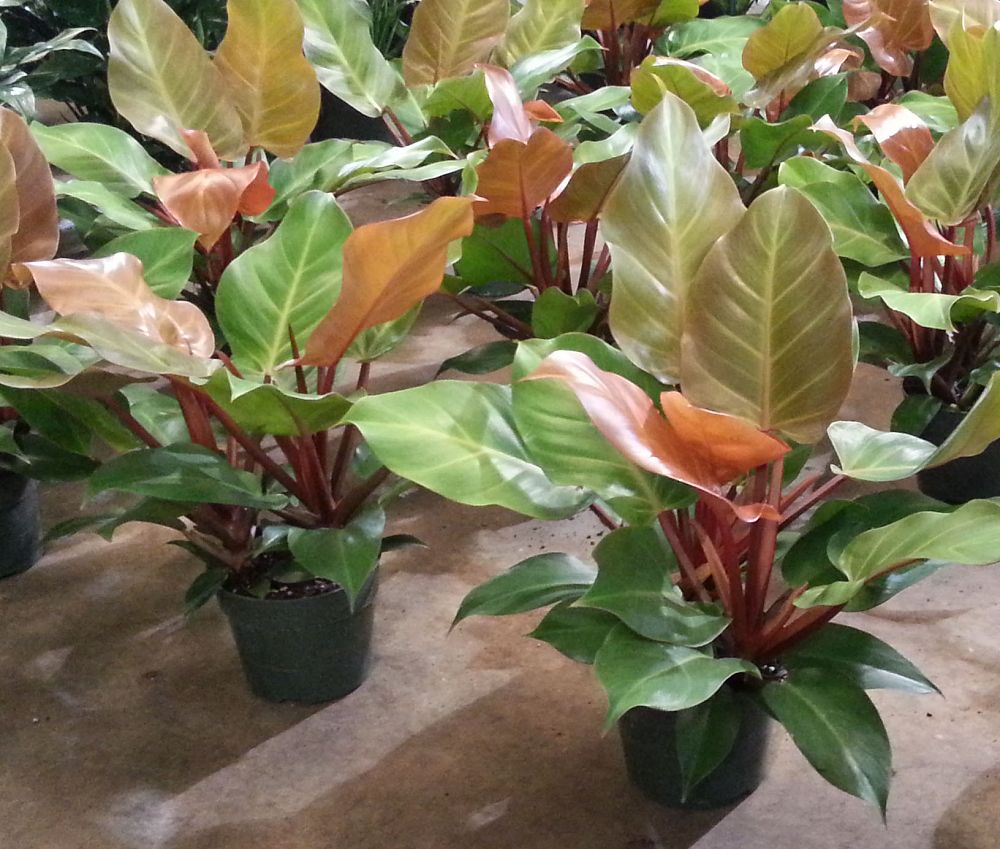 philodendron-x-mccolly-s-finale
