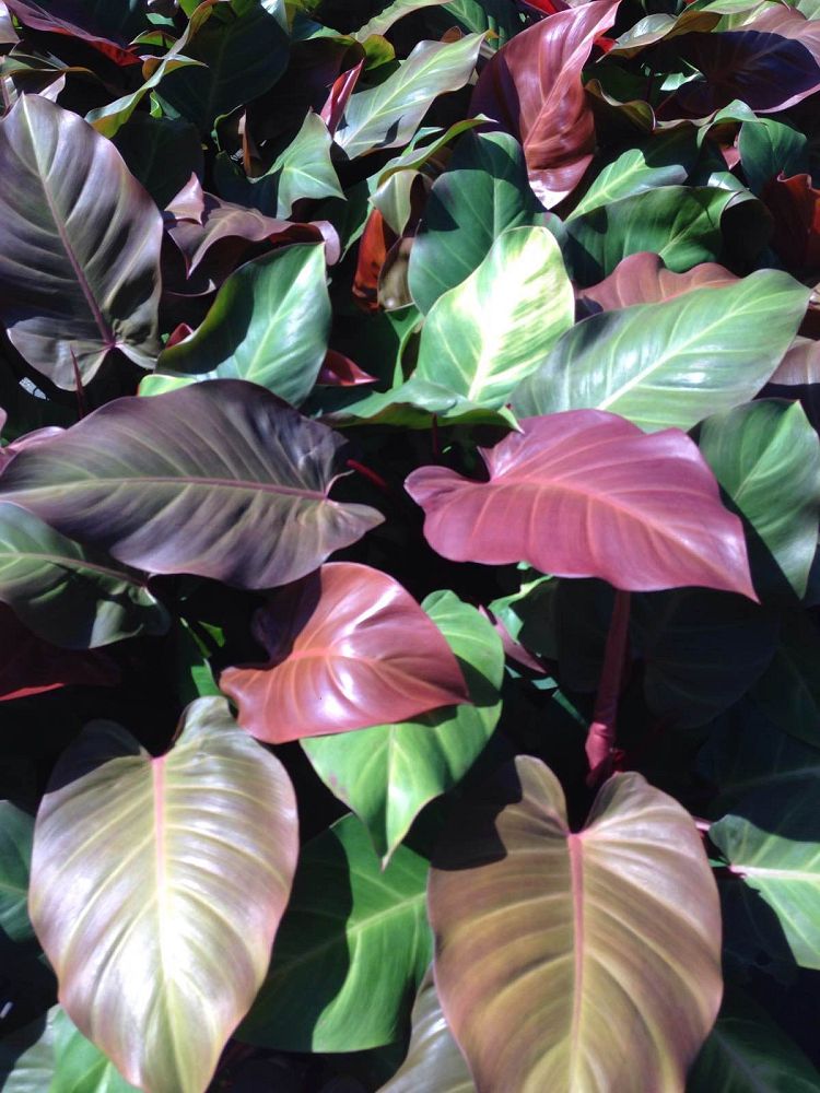 philodendron-x-mccolly-s-finale