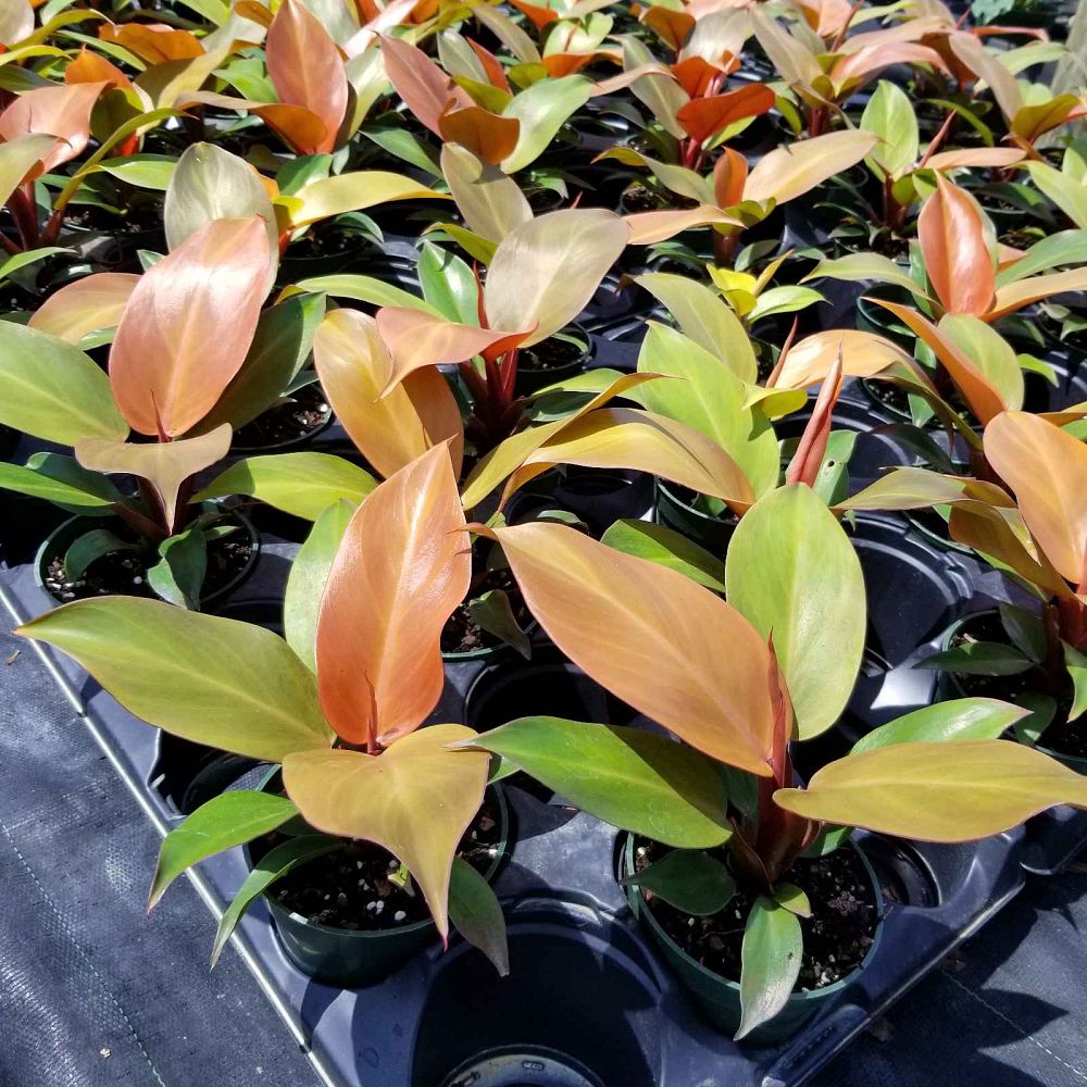 philodendron-x-mccolly-s-finale