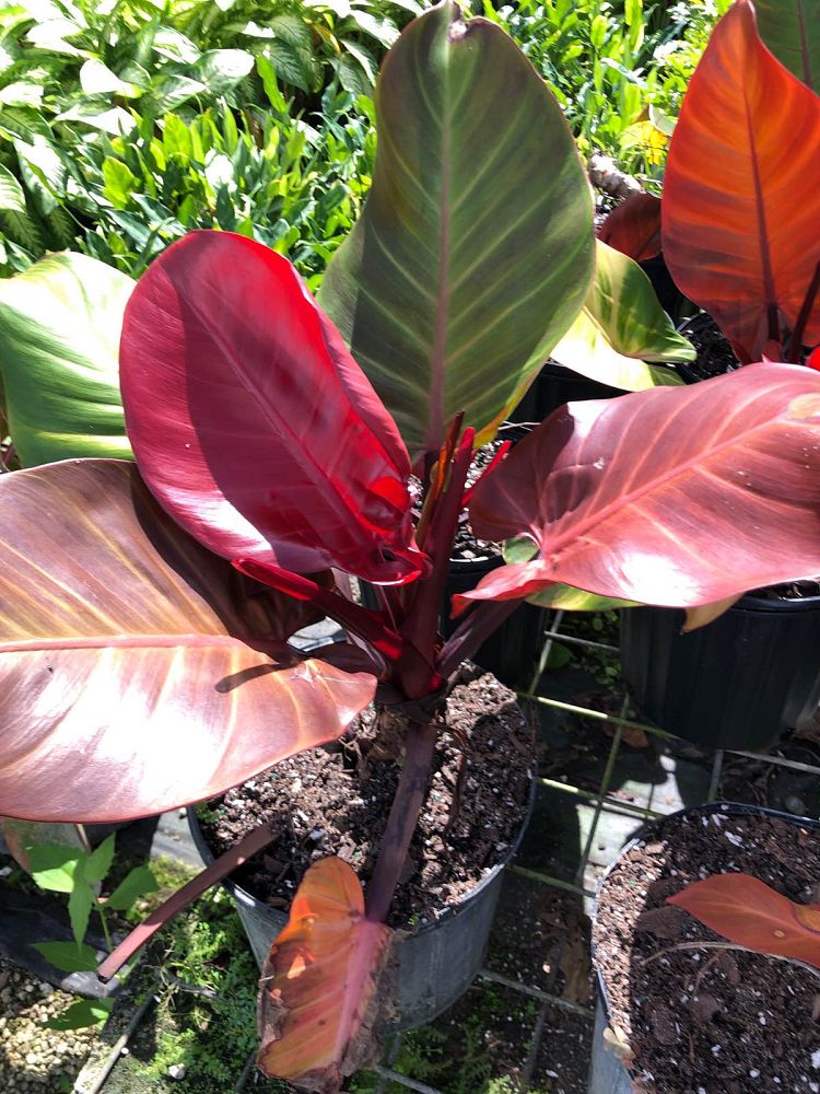 philodendron-x-mccolly-s-finale