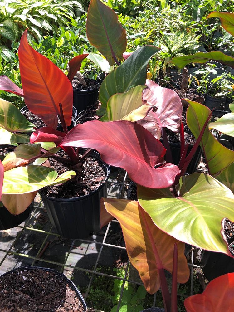 philodendron-x-mccolly-s-finale