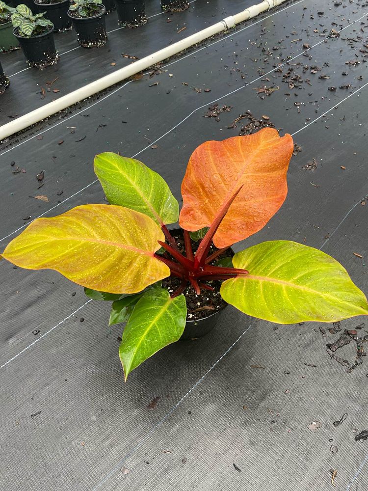 philodendron-x-mccolly-s-finale