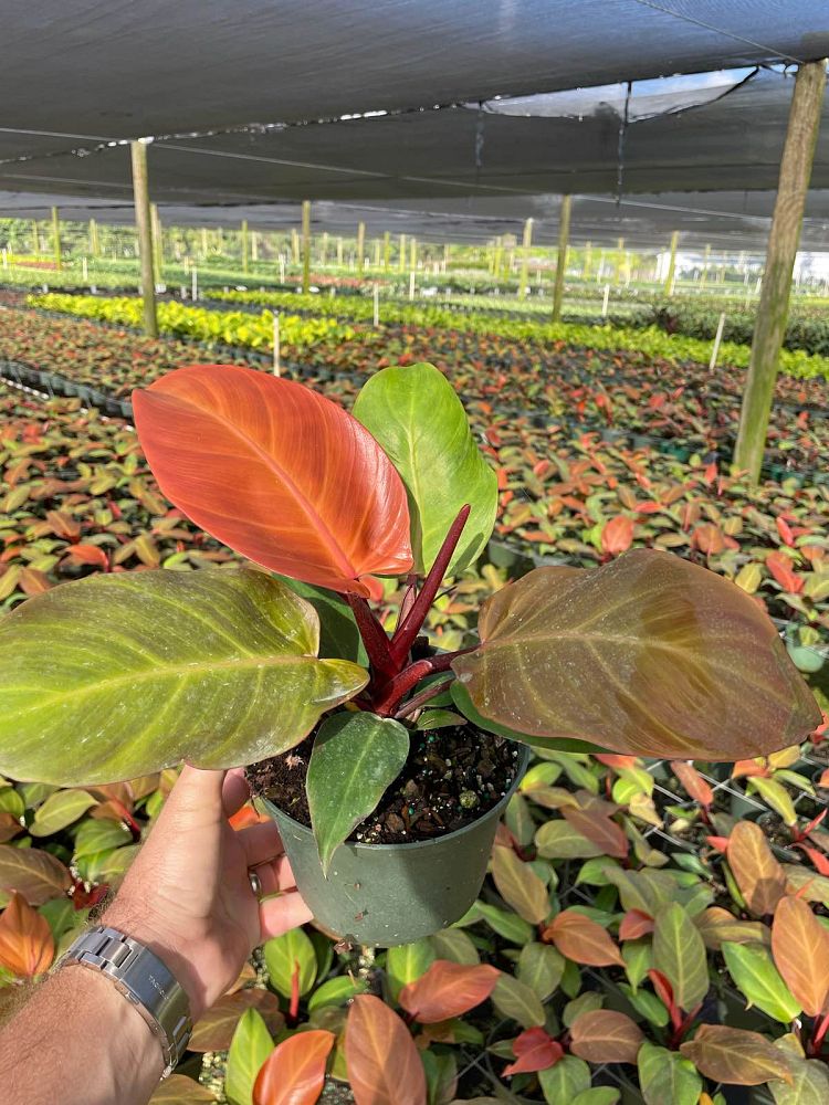 philodendron-x-mccolly-s-finale