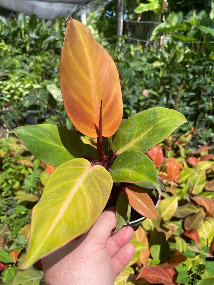 philodendron-x-mccolly-s-finale