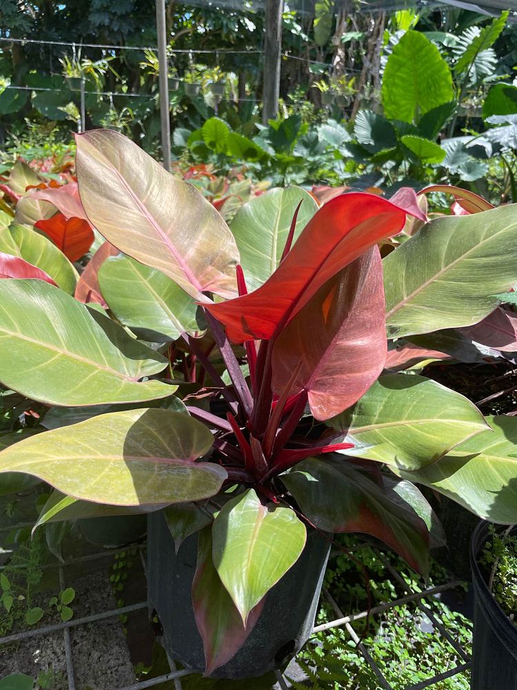 philodendron-x-mccolly-s-finale