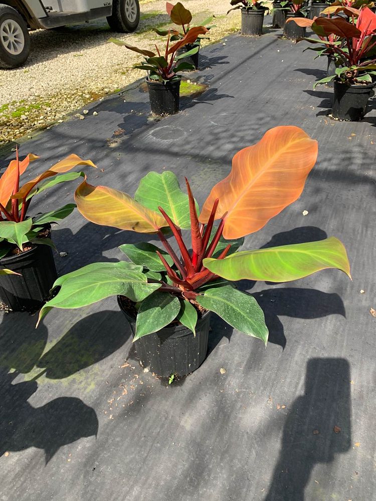 philodendron-x-mccolly-s-finale