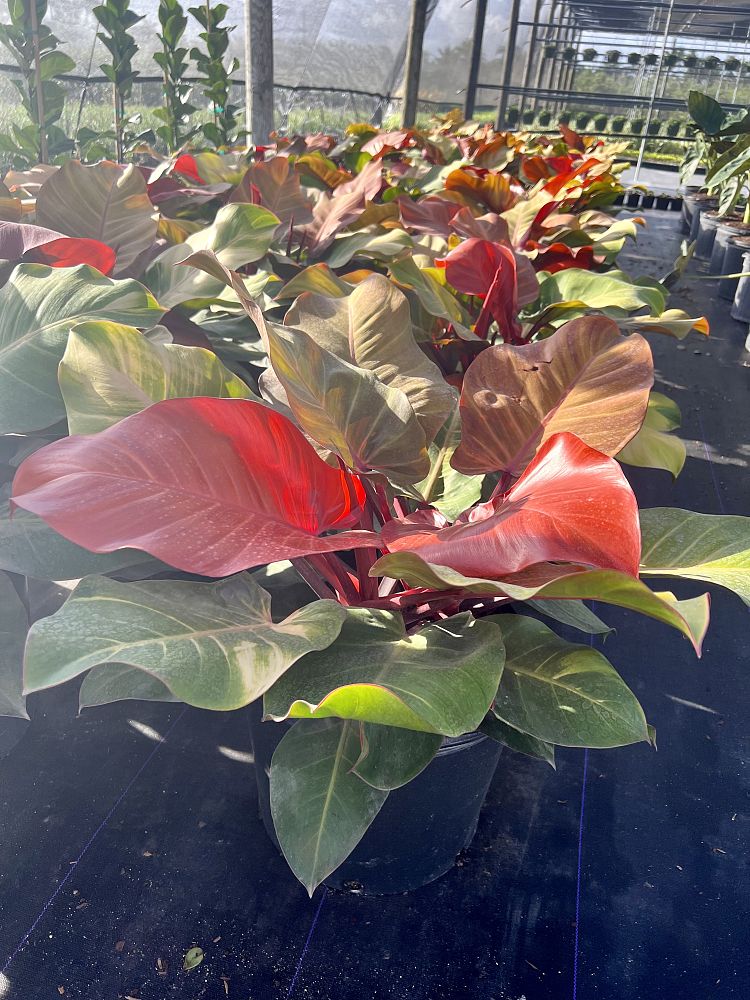 philodendron-x-mccolly-s-finale