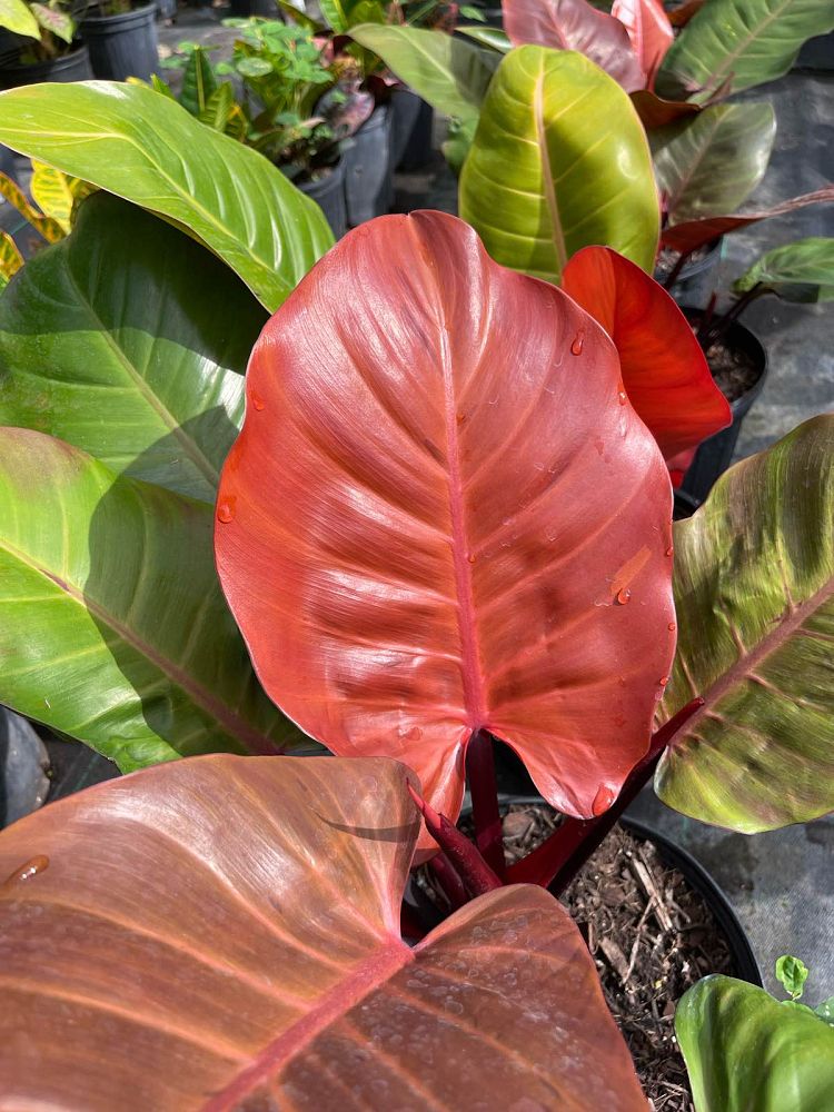 philodendron-x-mccolly-s-finale