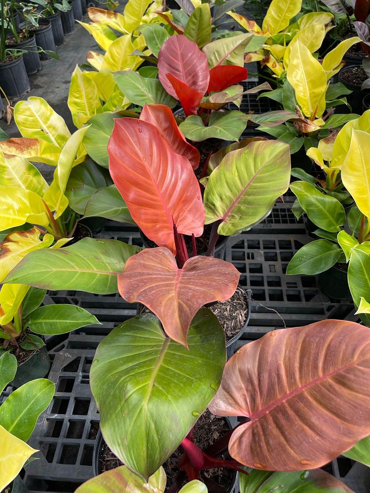 philodendron-x-mccolly-s-finale