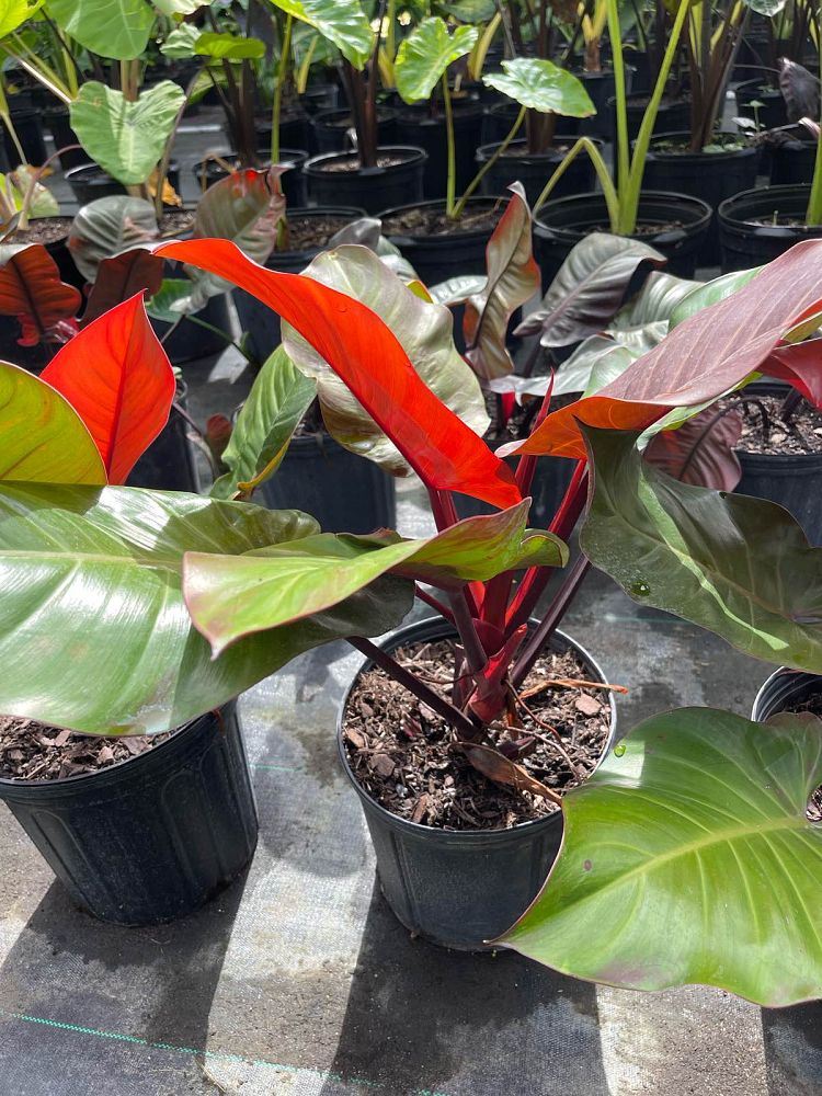 philodendron-x-mccolly-s-finale
