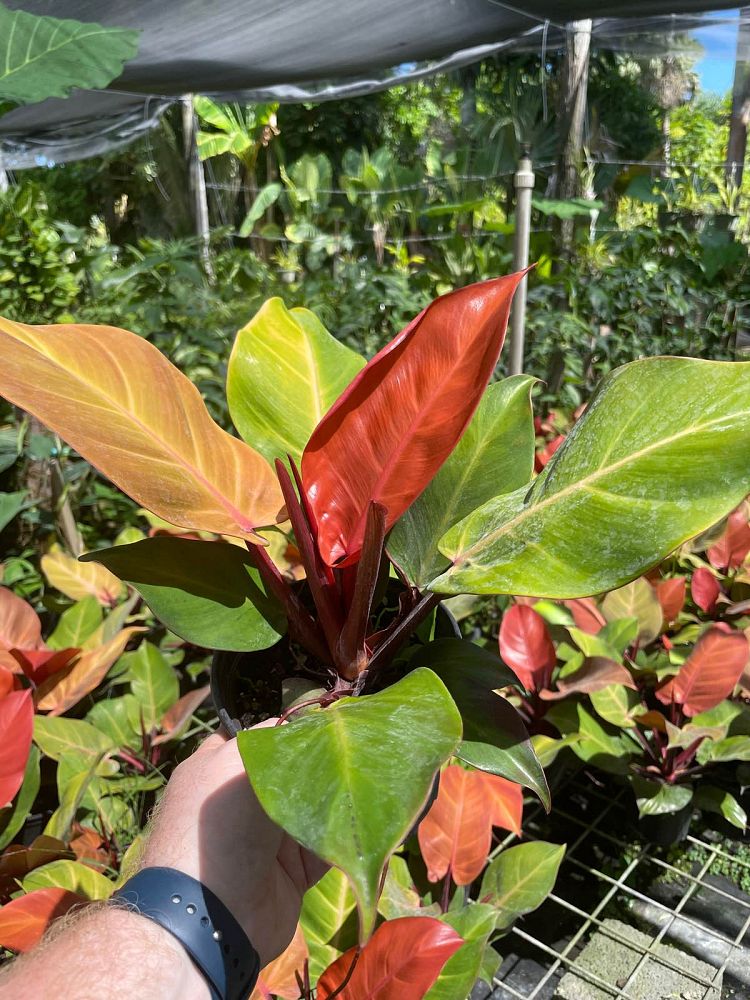 philodendron-x-mccolly-s-finale