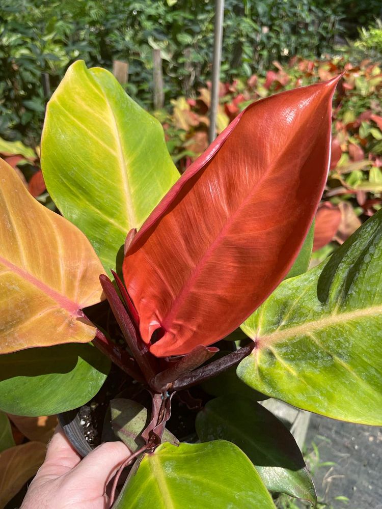 philodendron-x-mccolly-s-finale