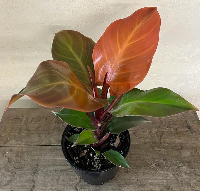 philodendron-x-mccolly-s-finale